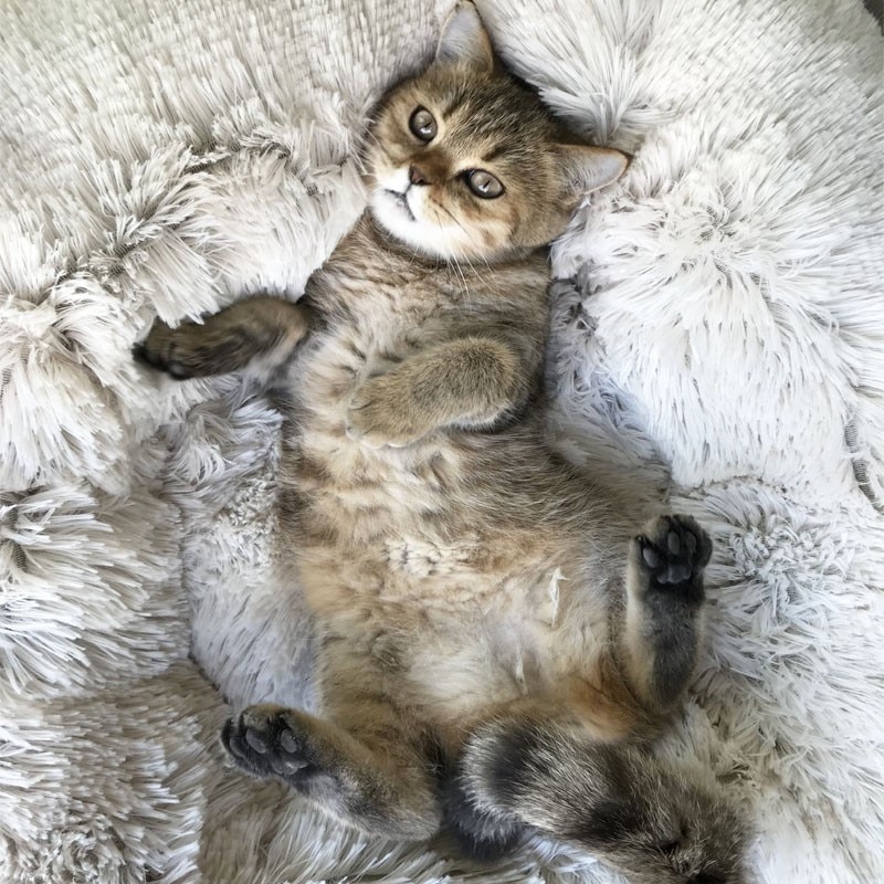 Luxury Soft Plush Dog Bed Round Shape Sleeping Bag Kennel Cat Puppy Sofa Bed Pet House Winter Warm Beds Cushion Superior Comfort